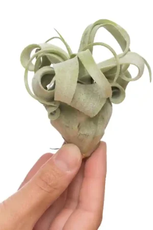 Speciale Aanbieding Luchtplant Tillandsia Streptophylla