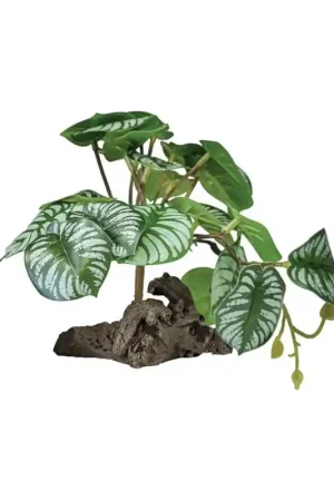 Repto Plant On Deco Begonia Korting