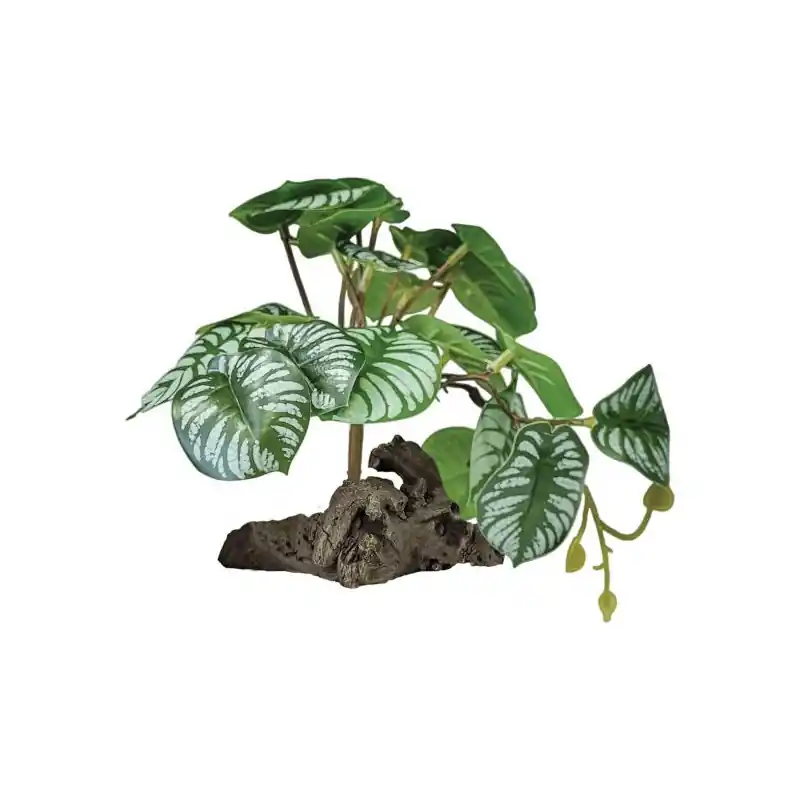 Repto Plant On Deco Begonia Korting