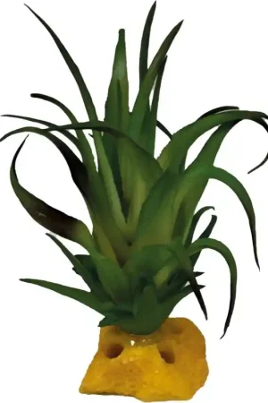 Repto Plant Tillandsia Lage Prijs