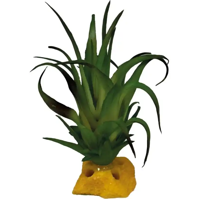 Repto Plant Tillandsia Lage Prijs