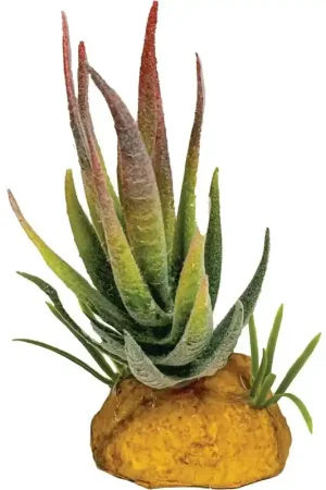 Voordeelprijs Repto Plant Aloe Vera Red Tip