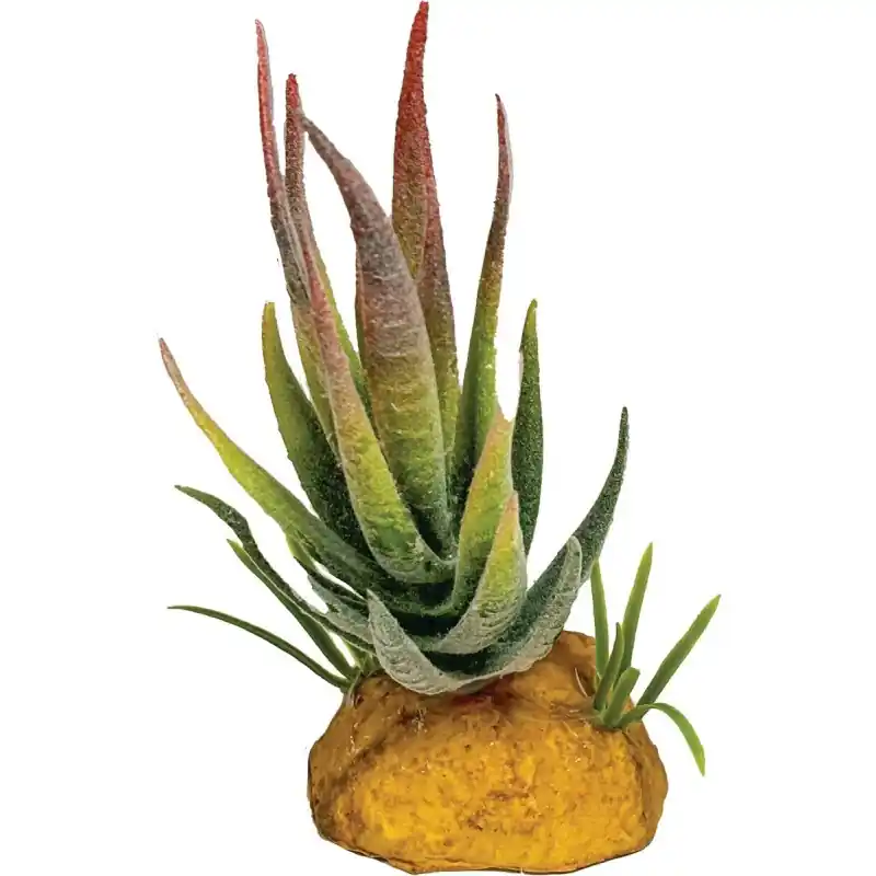 Voordeelprijs Repto Plant Aloe Vera Red Tip