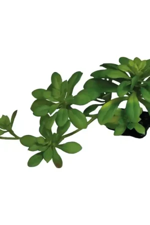 Nu Kopen Repto Plant Succulent Groen XL