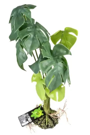 Laatste Versie Terra Della Monstera Groen Large 20x20x45cm