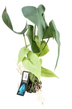 Shop Nu Terra Della Alocasia Groen Large 20x20x45cm
