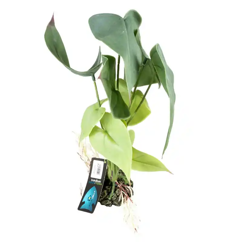 Shop Nu Terra Della Alocasia Groen Large 20x20x45cm