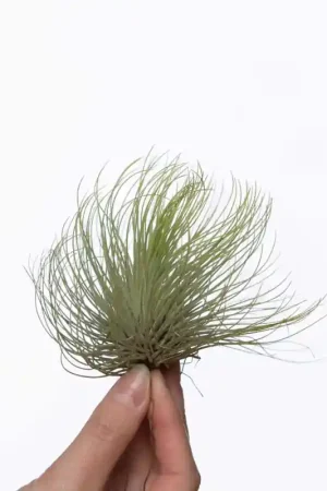 Fabrieksprijs Luchtplant Tillandsia Andreana XL