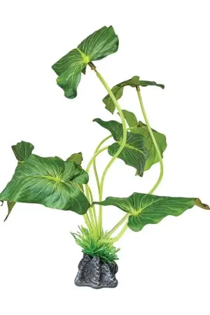Repto Plant Elephant Ear Staand Gecertificeerd