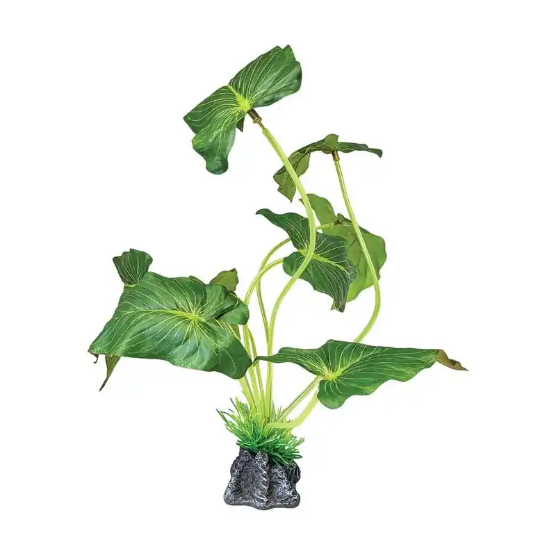 Repto Plant Elephant Ear Staand Gecertificeerd