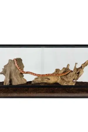 Terrarium Basic 120x50x50 cm Direct Verzonden