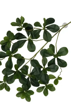 Merkproduct Terra Della Hangende Plant Aralia