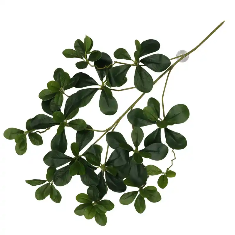Merkproduct Terra Della Hangende Plant Aralia