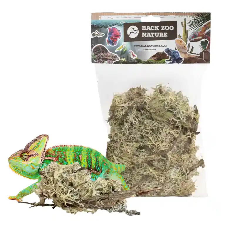 Back Zoo Nature Branch Moss for Reptiles Koopje