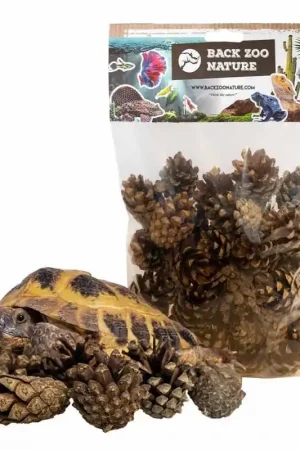 Back Zoo Nature Small Forest Pine Cones for Reptiles Lage Kosten