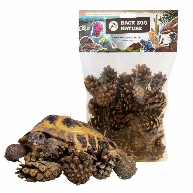 Back Zoo Nature Small Forest Pine Cones for Reptiles Lage Kosten