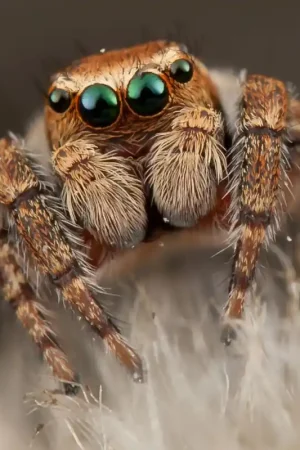 Springspin - Phidippus Regius Rastafari Finale Uitverkoop