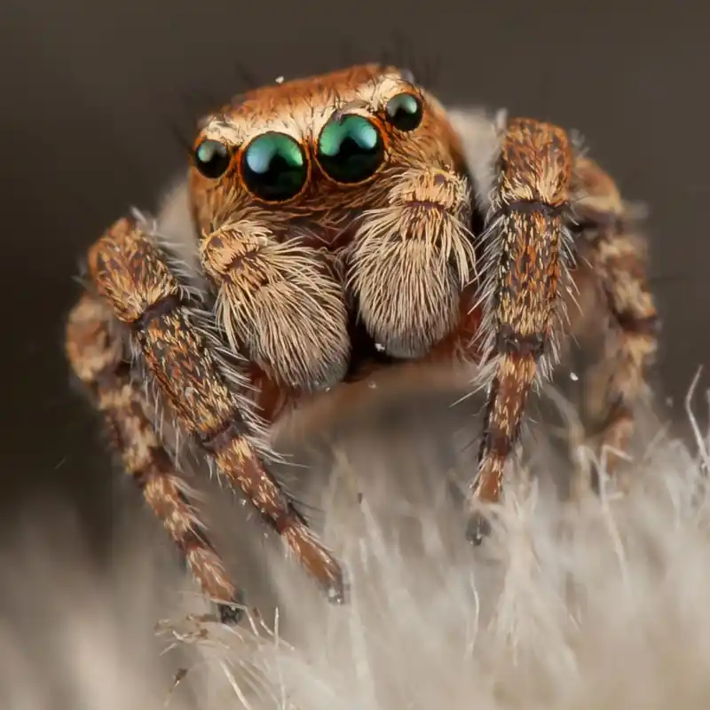 Springspin - Phidippus Regius Rastafari Finale Uitverkoop