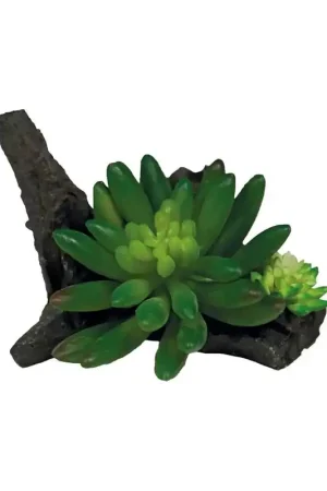Repto Plant Vetplant On Deco Laatste Kans