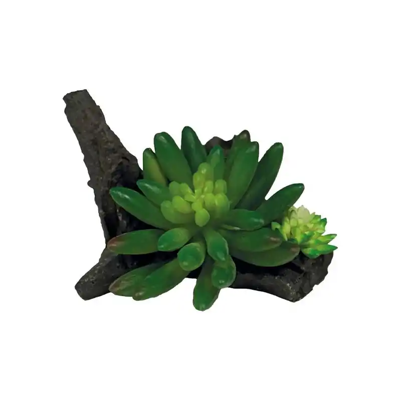 Repto Plant Vetplant On Deco Laatste Kans