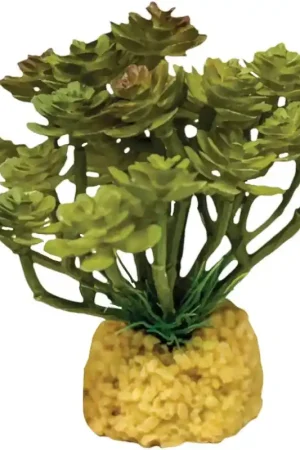 Repto Plant Cactus Boom Direct Beschikbaar