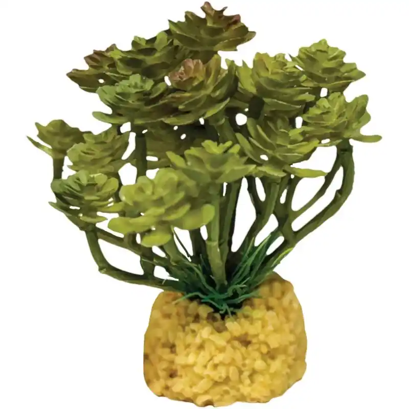 Repto Plant Cactus Boom Direct Beschikbaar