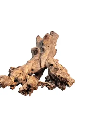 Back Zoo Nature Coral Wood Small Koop Online