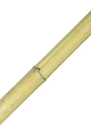 Bamboo Moso 50cm Express Levering