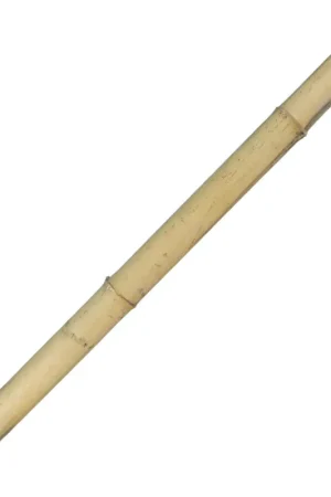 Bamboo Moso 90cm Aanbieding