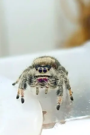 Springspin Phidippus Regius Dos Gardenas Weekendaanbieding