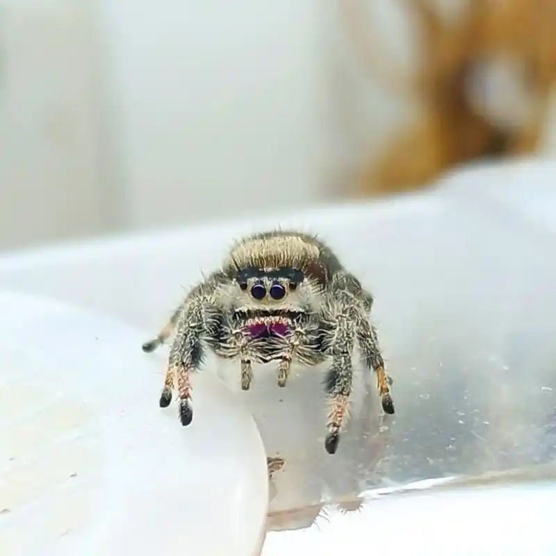 Springspin Phidippus Regius Dos Gardenas Weekendaanbieding