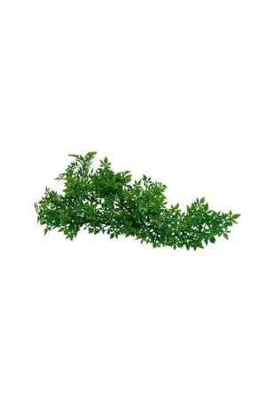 Lucky Reptile Turtle Plant - Ceratopteris Direct Beschikbaar