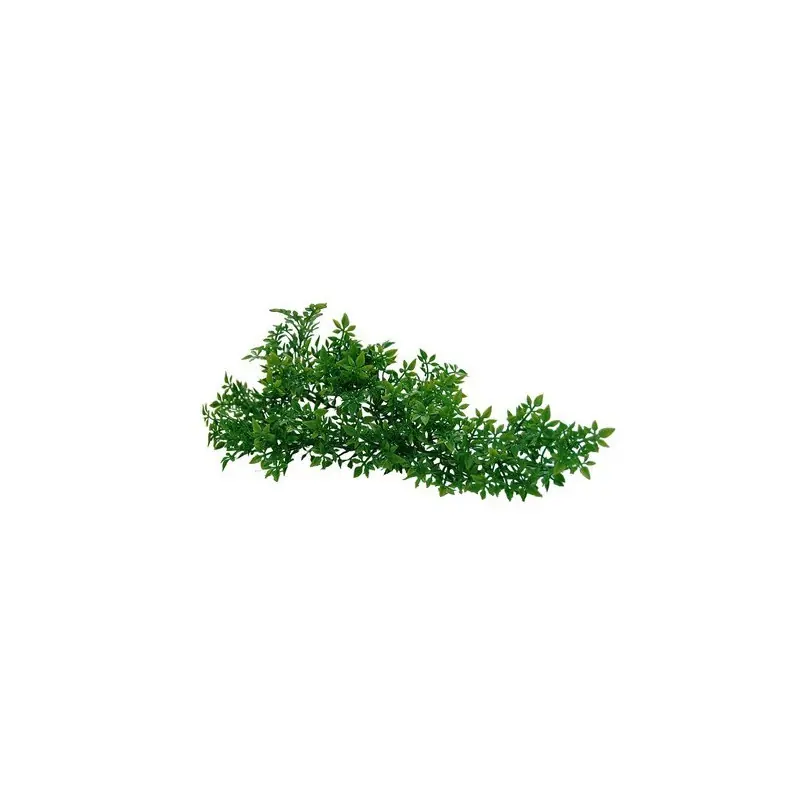 Lucky Reptile Turtle Plant - Ceratopteris Direct Beschikbaar