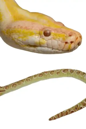 Lage Kosten Pluche Gouden Python Slang Knuffel 150cm