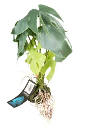 Terra Della Alocasia Groen Small 15x15x28cm Direct Verzonden