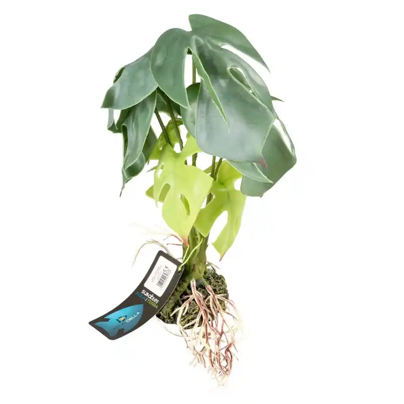 Terra Della Alocasia Groen Small 15x15x28cm Direct Verzonden
