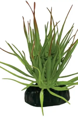 Repto Plant Tillandsia Ion Gereduceerde Prijs