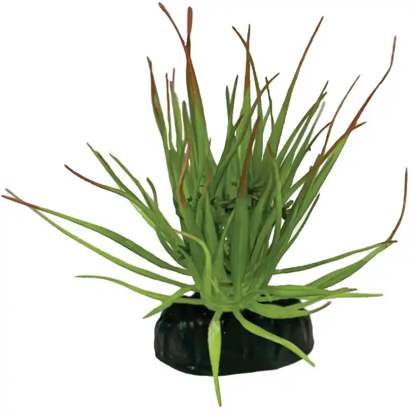Repto Plant Tillandsia Ion Gereduceerde Prijs