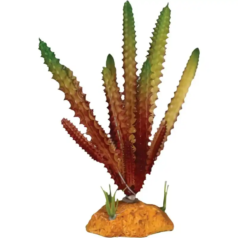 Weekendaanbieding Repto Plant Cactus Rode Naald