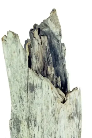 Back Zoo Nature Thai Tree Trunk XLarge Finale Uitverkoop