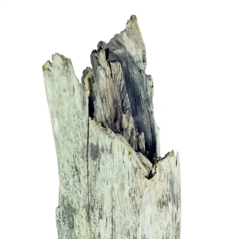 Back Zoo Nature Thai Tree Trunk XLarge Finale Uitverkoop