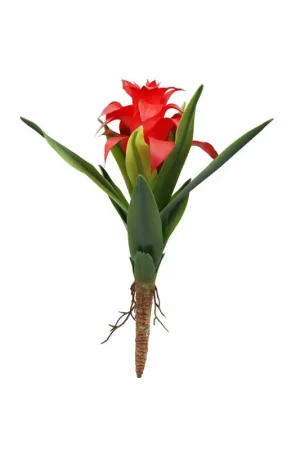Gratis Retour Lucky Reptile Bromelia Rood Large 30 cm