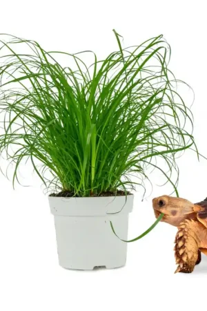 Snelle Levering Cyperus Zumula Reptielenplant