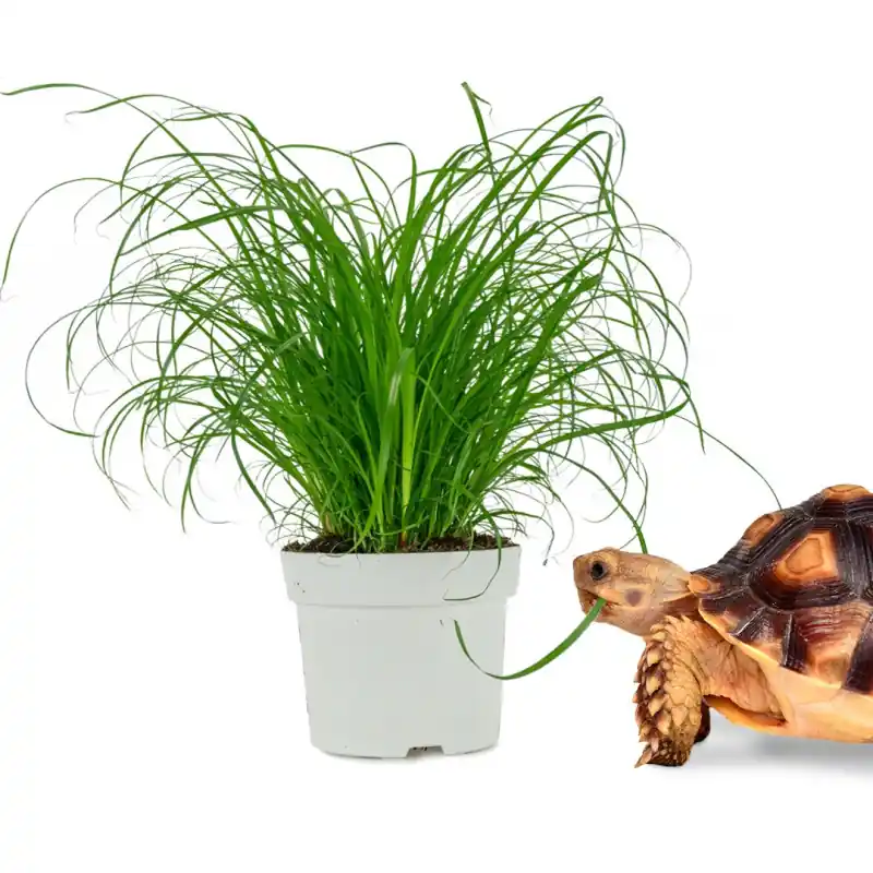Snelle Levering Cyperus Zumula Reptielenplant
