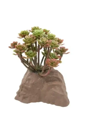 Snelle Levering Lucky Reptile Steenplant 15cm