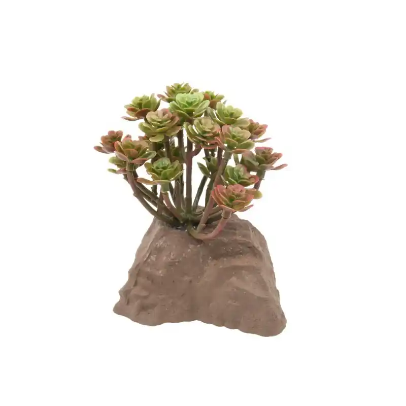 Snelle Levering Lucky Reptile Steenplant 15cm