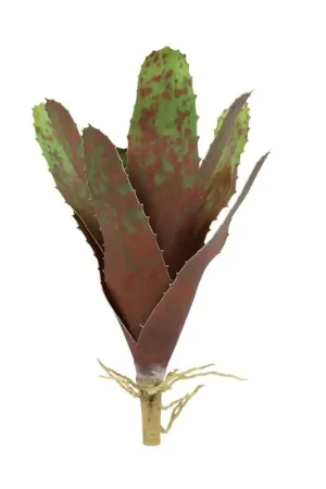 Lucky Reptile Bromelia Neoregelia Groen 20 cm Populair