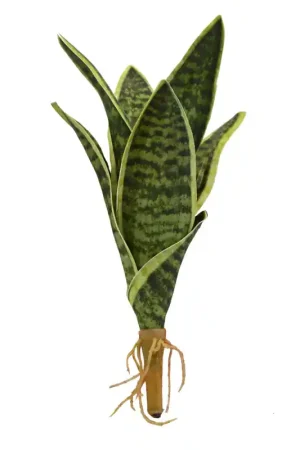 Lucky Reptile Sansevieria 20cm Gratis Retour