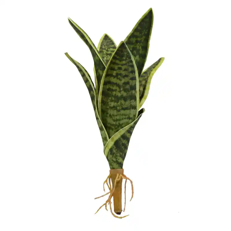 Lucky Reptile Sansevieria 20cm Gratis Retour