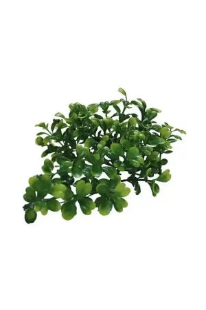 Lucky Reptile Turtle Plant - Bacopa Lage Prijs